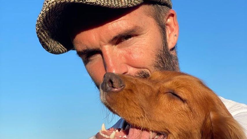 Tierliebe: So süß kuschelt David Beckham mit Hündin Sage
