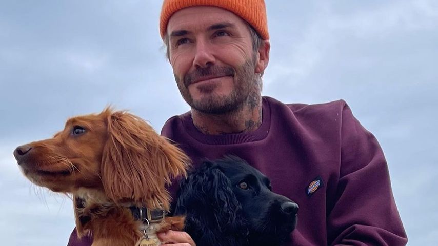 Ex-Fußballspieler David Beckham mit seinen Hunden Sage und Olive