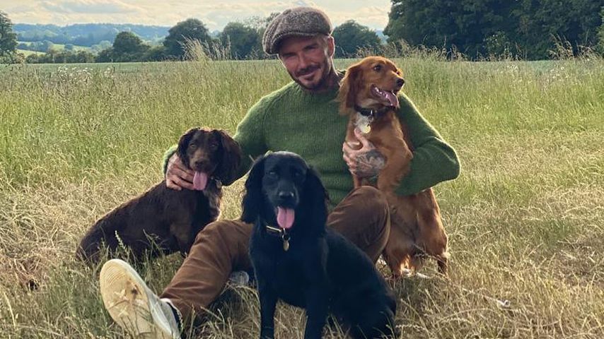 David Beckham mit seinen drei Hunden, 2020