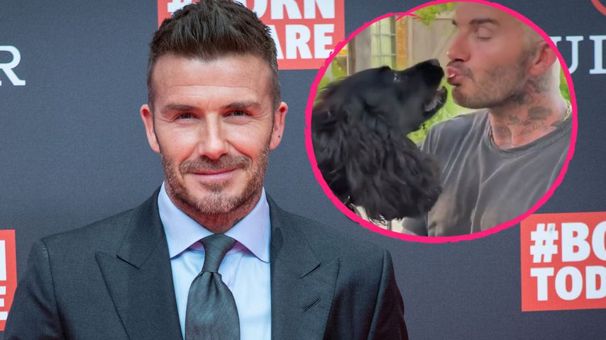 Große Tierliebe: David Beckham füttert Hunde mit dem Mund