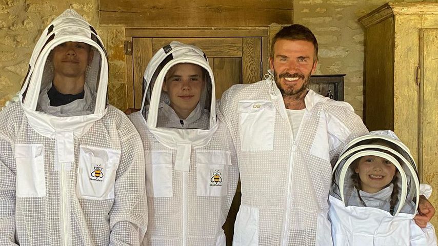Hobby-Imker! David Beckham will bald eigenen Honig verkaufen