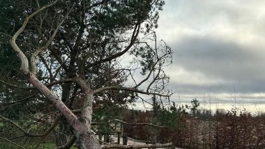 David Beckhams umgestürzter Baum
