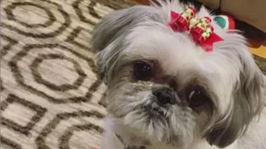 Demi Lovatos Hund Bella