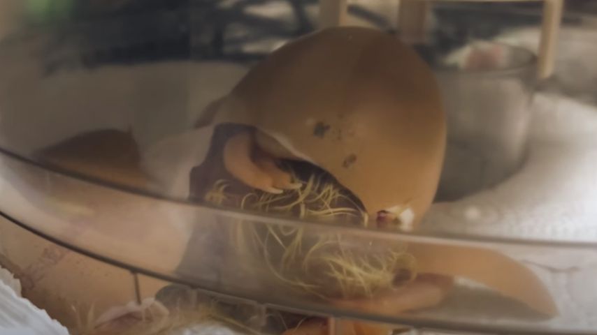 Denise und Hennings Küken beim Schlüpfen im Inkubator