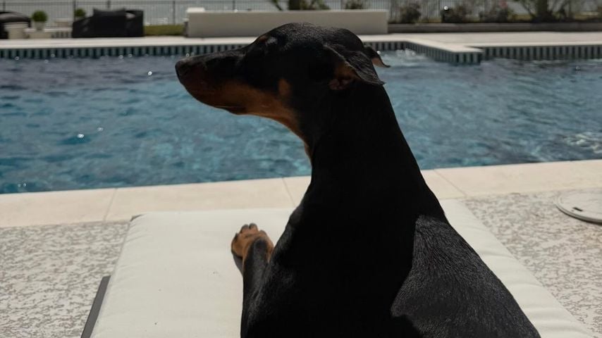 Der Dobermann Remi von Simone Biles