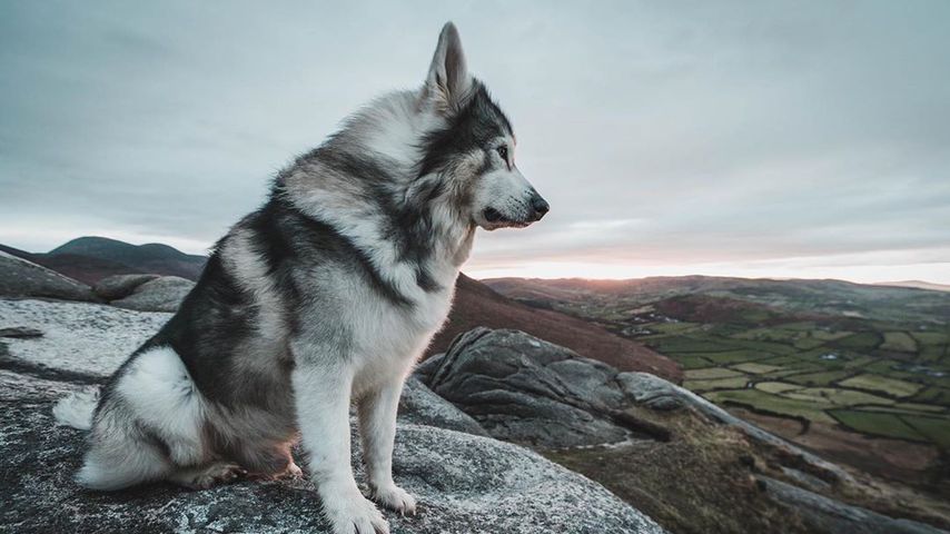 Der "Game of Thrones"-Wolf Odin