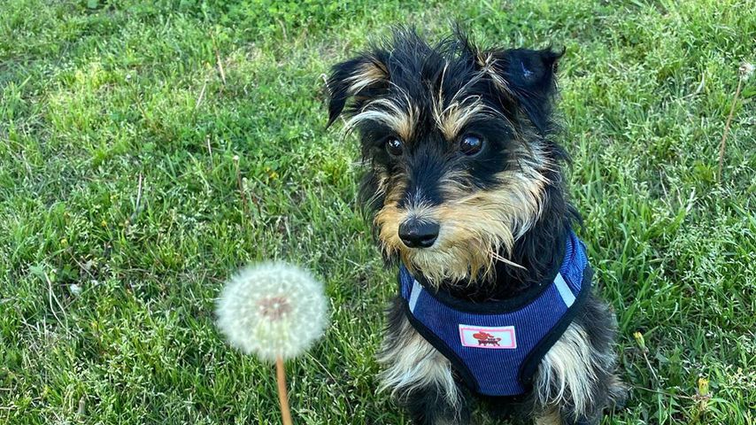 Der Hund von Lili Reinhart im April 2020