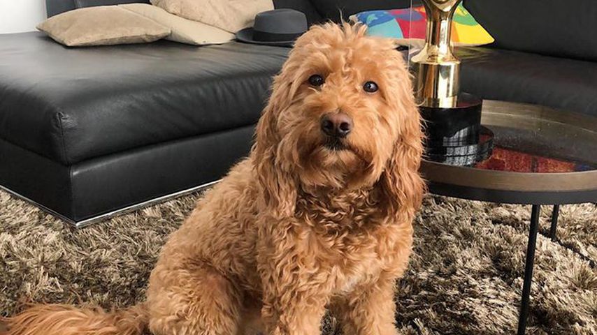 Der Hund von Massimo Sinató und Rebecca Mir