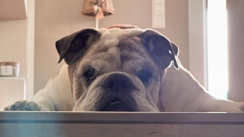 Detlef Steves' Hund Kai-Uwe, Juli 2024