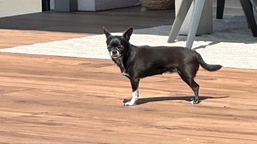 Detlef Steves Hund Minki