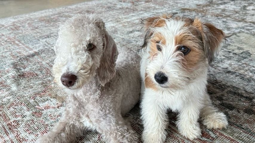 Portia de Rossi zeigt stolz ihre Welpen