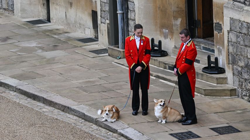 Die Corgis Muick und Sandy während der Beerdigung der Queen