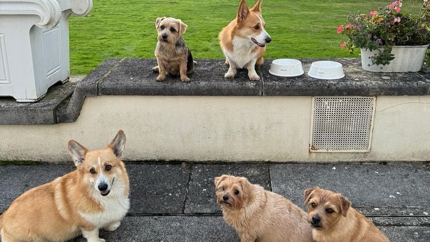 Die Corgis der Queen zusammen mit Sarah Fergusons Terriern