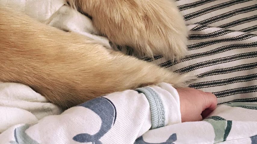 Amanda Seyfrieds Baby und ihr Hund im Oktober 2020