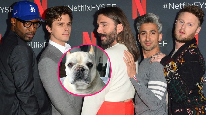Traurig: "Queer Eye"-Bulldogge Bruley ist verstorben