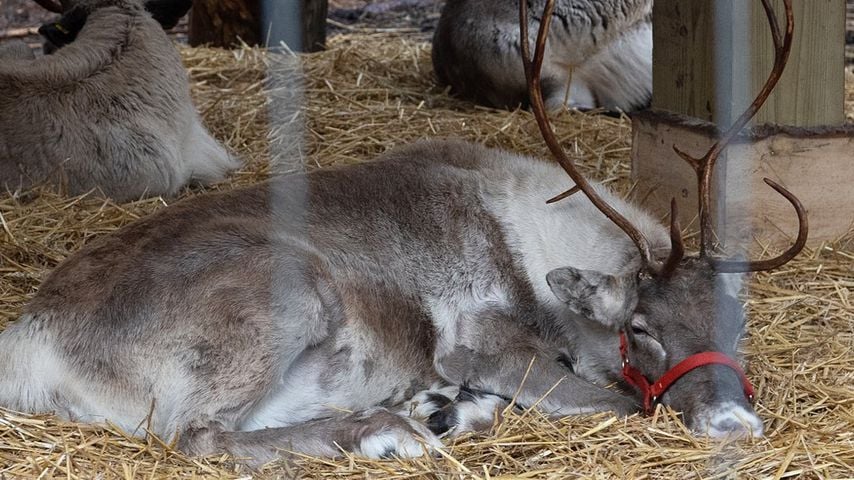 Rentiere im Lapland-UK-Themenpark