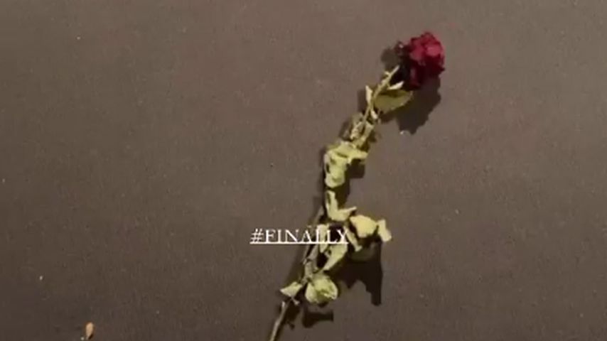 Die Rose von Johannes Haller