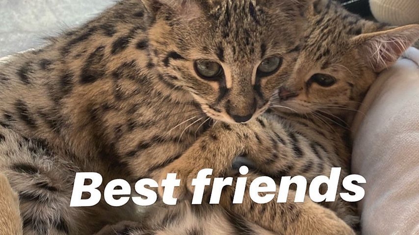 Die Savannah-Katzen von Hailey und Justin Bieber