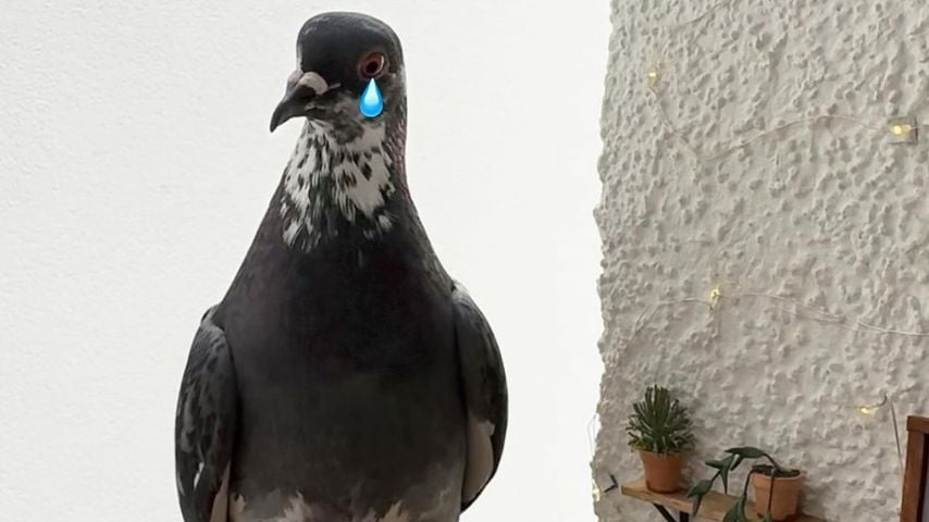 Die Stadttaube namens Oßkar
