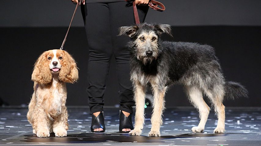 Rose und Monte aus dem "Susi und Strolch"-Remake