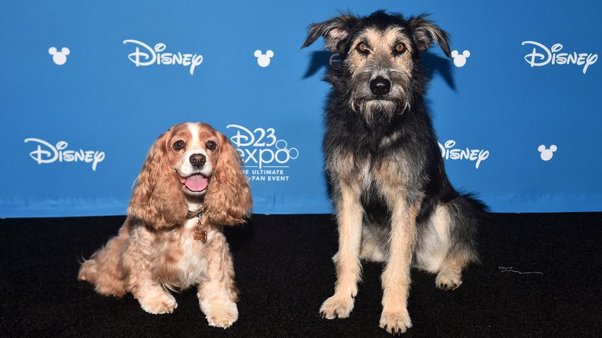 Rose und Monte bei der Disney D23 Expo in Anaheim