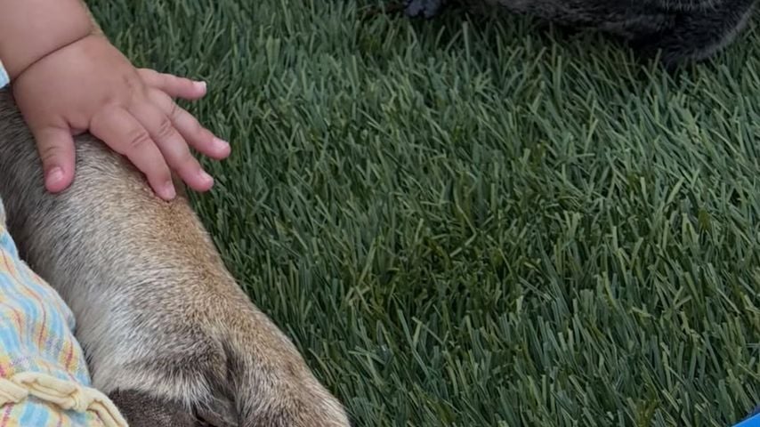 Die Tochter von Millie Bobby Brown mit dem Familienhund