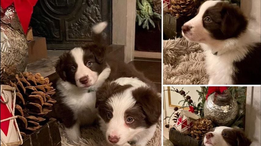 Die Hunde der dänischen Königsfamilie
