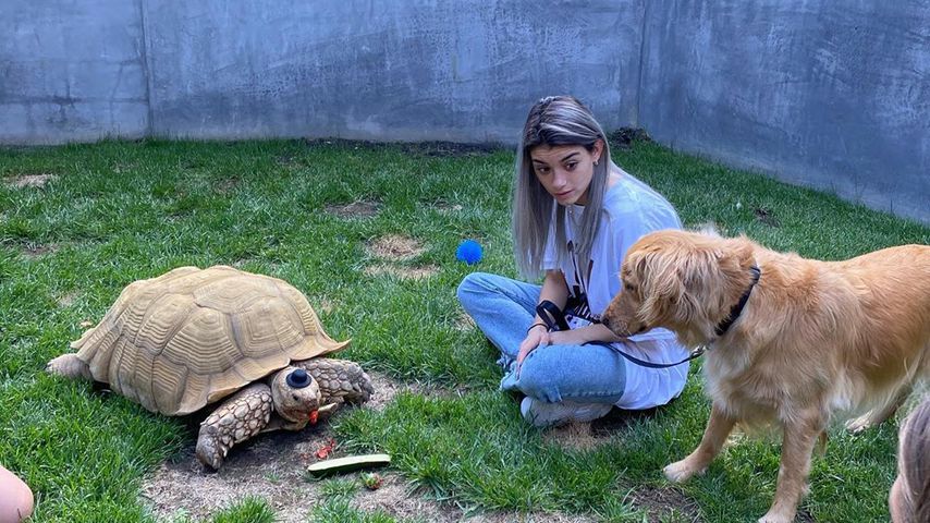 Dixie mit einer Schildkröte im Garten