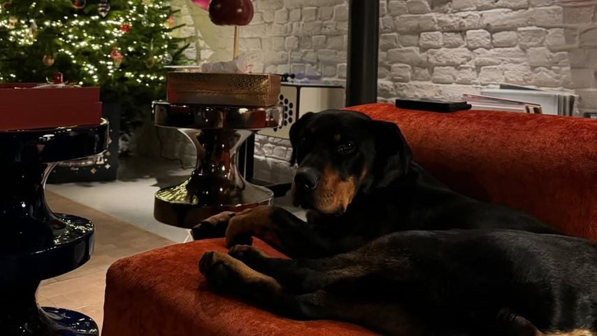 Dua Lipa zeigt auf Instagram ihren Rottweiler