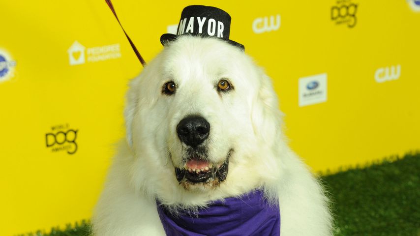 Tierischer Bürgermeister: Kult-Hund Duke the Mayor gestorben