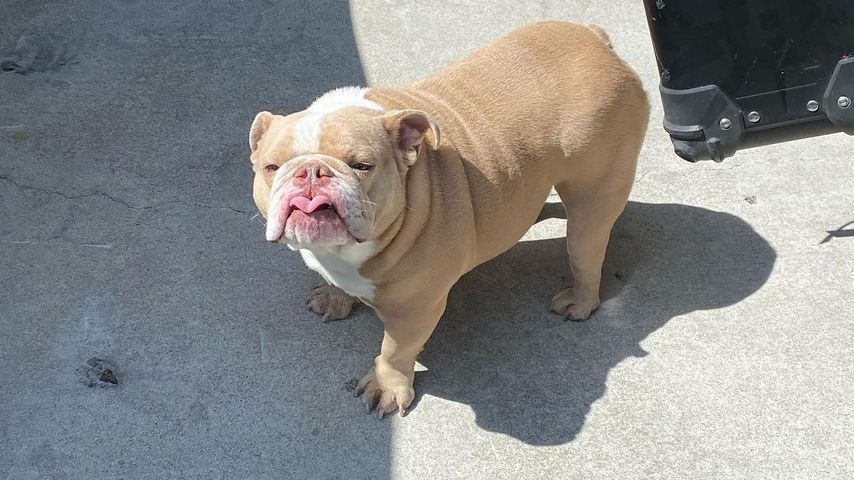 Dylan Sprouse' Hund Magnus