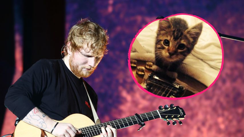 Popstar Ed Sheeran trauert: Sein Kater Graham ist gestorben!