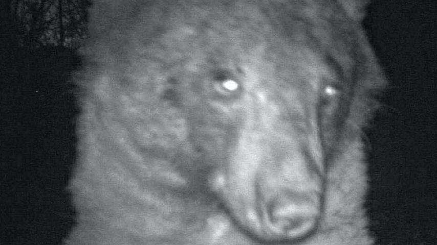 Netz amüsiert sich: Bär macht 400 Selfies mit Wildkamera