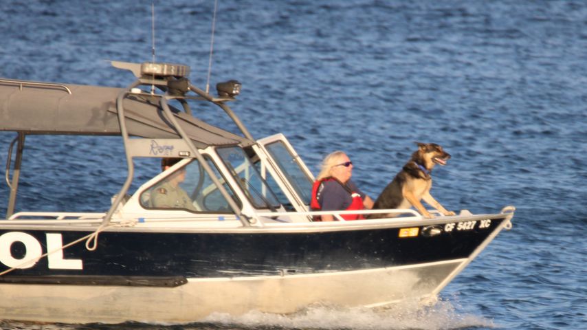Ein Suchhund, der für die Suche nach Naya Rivera eingesetzt wird
