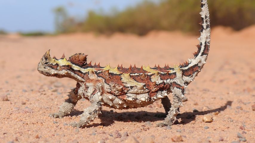 Ein Dornteufel im Kalbarri National Park in Australien