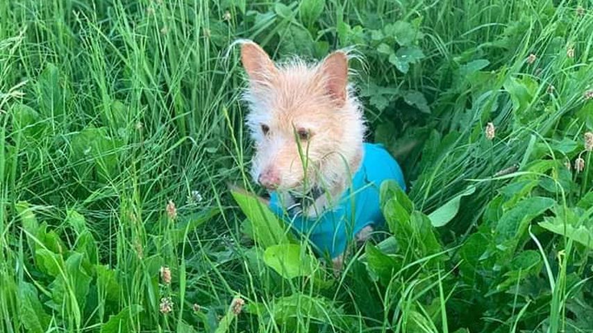 Ein Foto von Sonja Zietlows Hund Lottchen