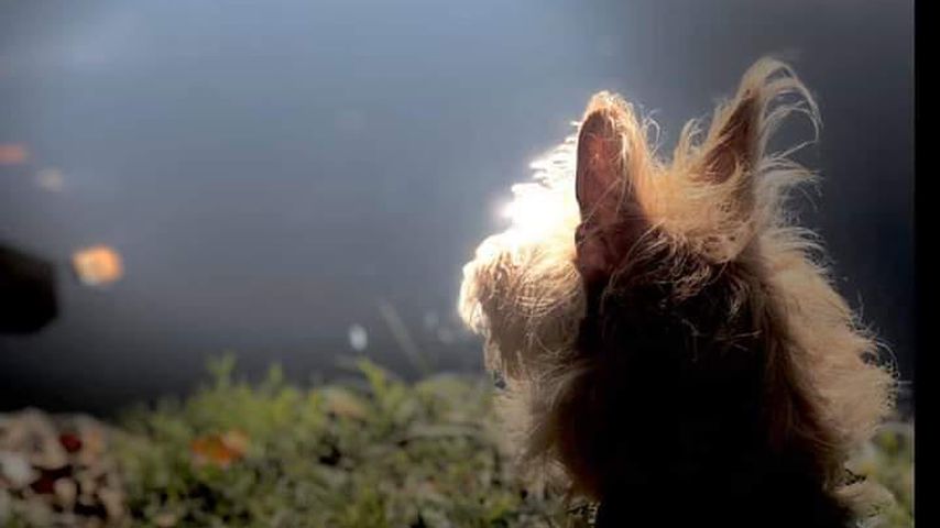 Sonja Zietlows Hund Lottchen