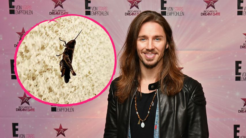 Nach "Masked Singer": Gil Ofarim wird von Grashüpfer besucht