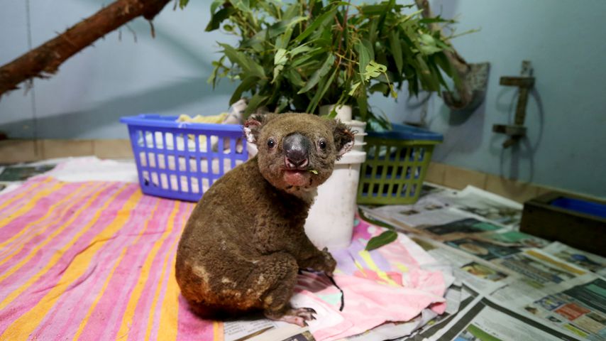Ein geretteter Koala im November 2019 im australischen Port Macquarie