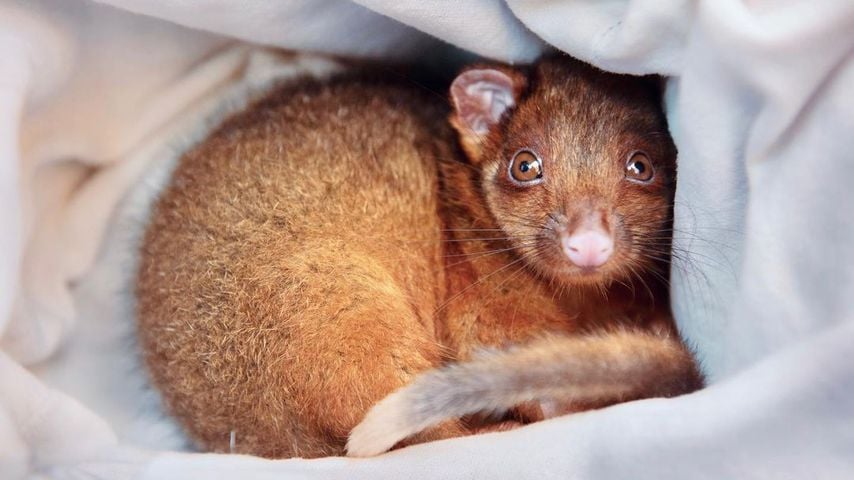 Bindi Irwin postet ein Foto von einem Possum