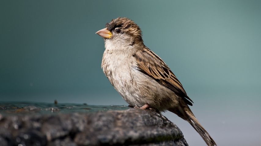 Ein Spatz