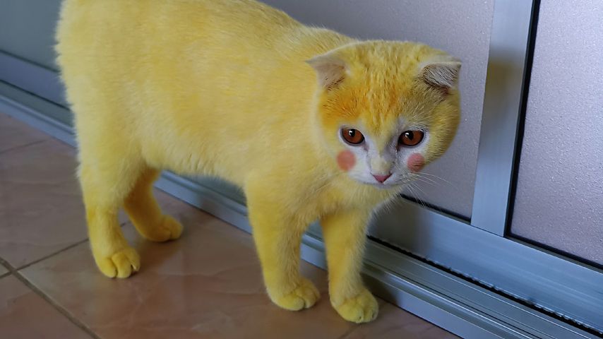 Thammapas Katze im Jahr 2020