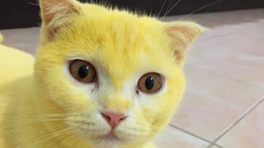 Pikachu, bist du's? Gelbe Katze wird zum gefeierten Netz-Hit