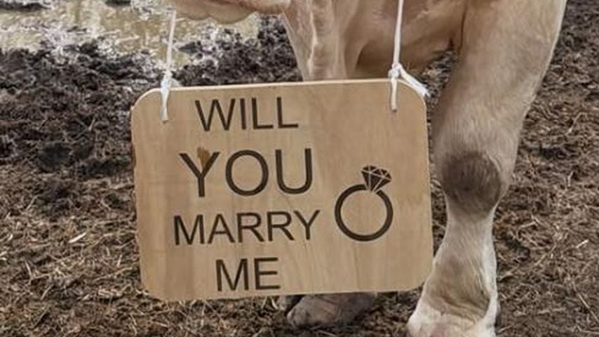 Eine Kuh trägt das Schild für Michelle Kaminskys Heiratsantrag