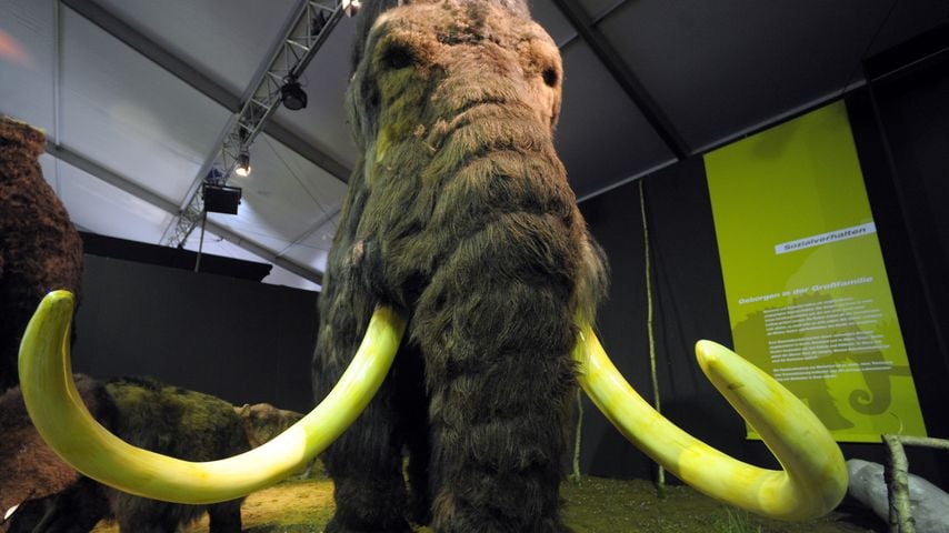 Eine Mammut-Nachbildung in der Ausstellung "Giganten der Eiszeit" in St. Peter-Ording, 2011
