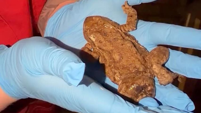 Der Frosch, den Evelyn Burdecki von der Straße gerettet hat