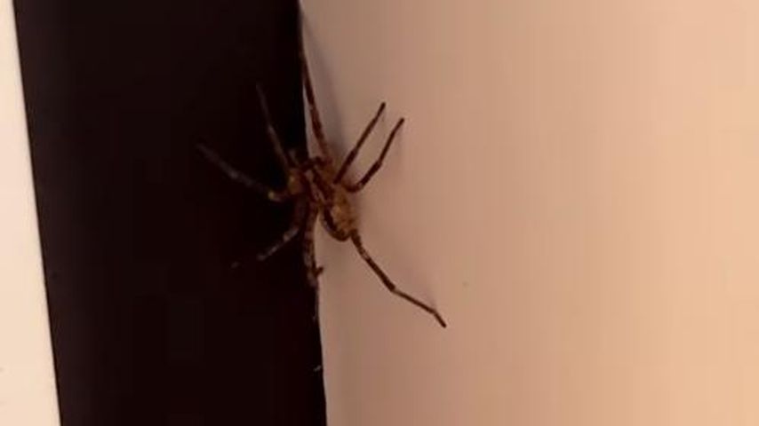 Eine Spinne im Haus von Laura Maria Rypa