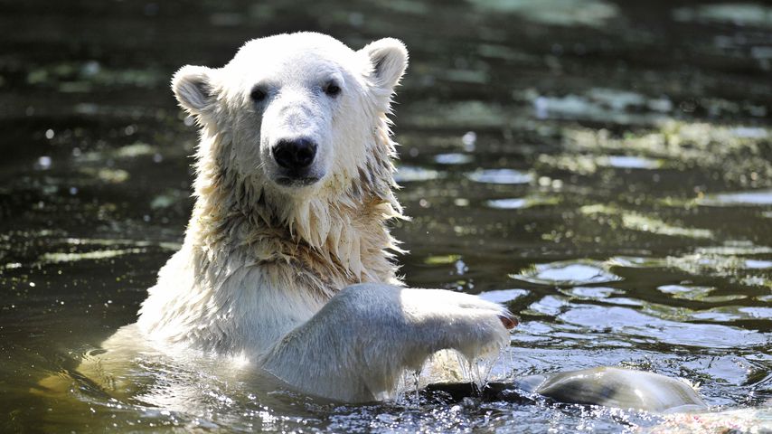 Doch alles anders! Daran starb der süße Eisbär Knut wirklich