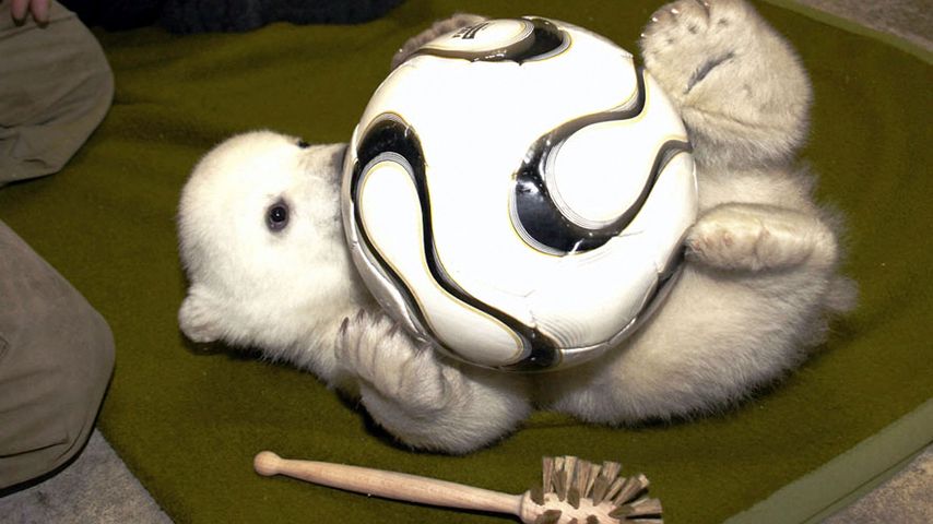 Eisbär Lars (†23) ist tot: Knuts Papa wurde eingeschläfert!