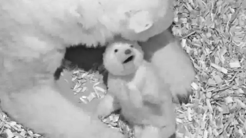 Sooo niedlich: Berlins neues Eisbären-Baby ist ein Mädchen!